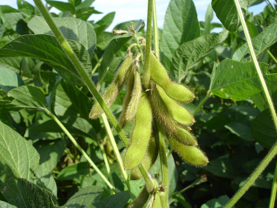 Soy Hairs Pods End Of
