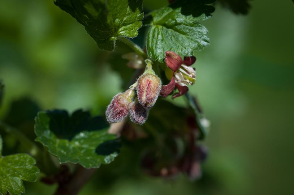 Currant Bud Nature