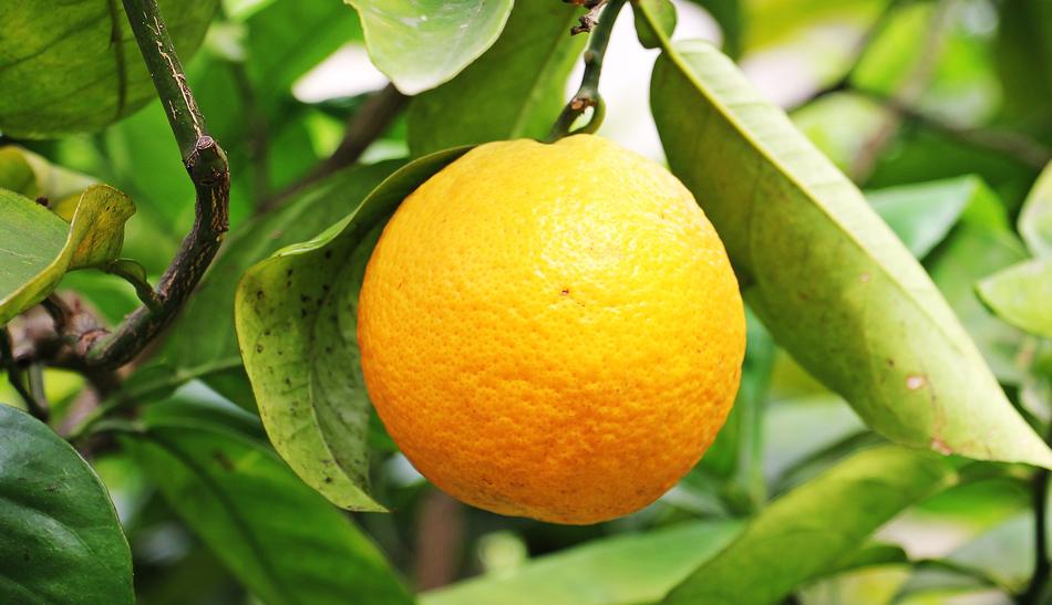 Orange Citrus Fruit