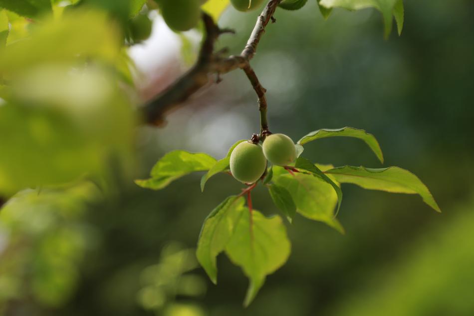 Nature Leaf Plum