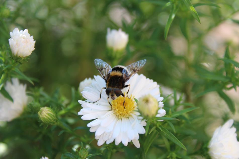 Insect Animal Flight