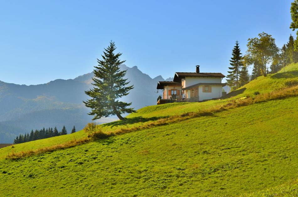 Sauris Mountain Tree