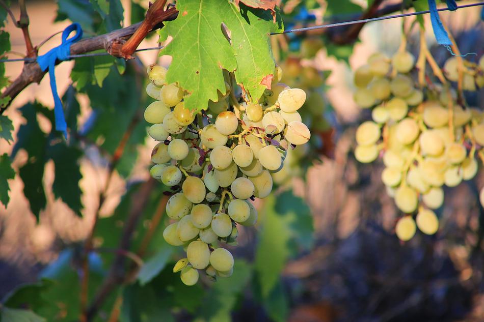 Grapes Ripe Sweet