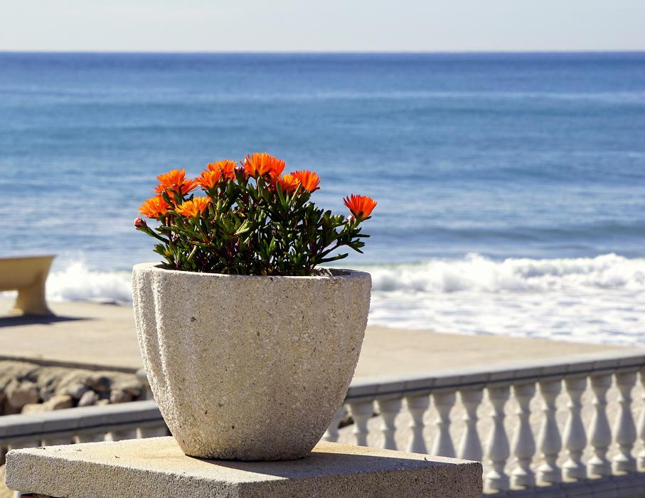 Landscape on flowers by sea