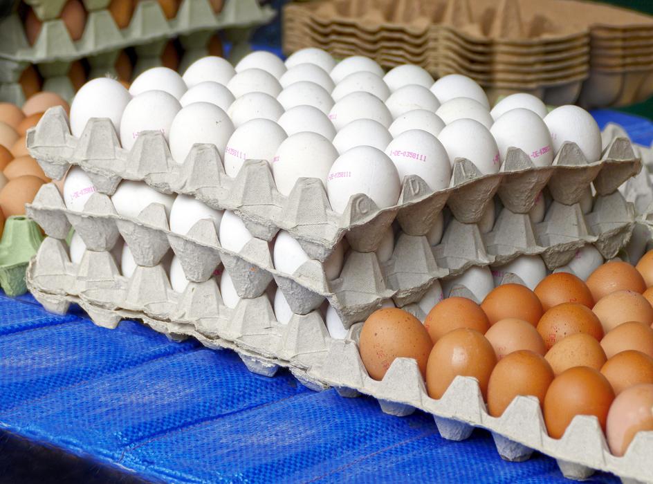 Egg Hen Carton Lots Of