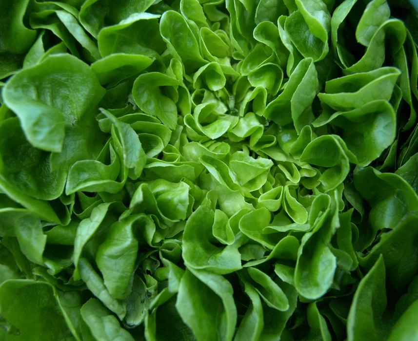 Salad Leaf Lettuce