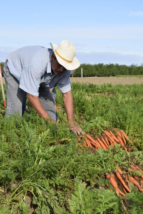Carrot Grower, man works on field