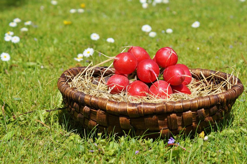 radish by the meadow