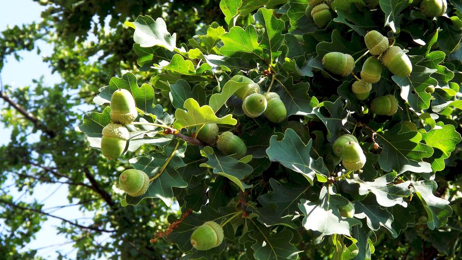 Vegetation Tree Oak