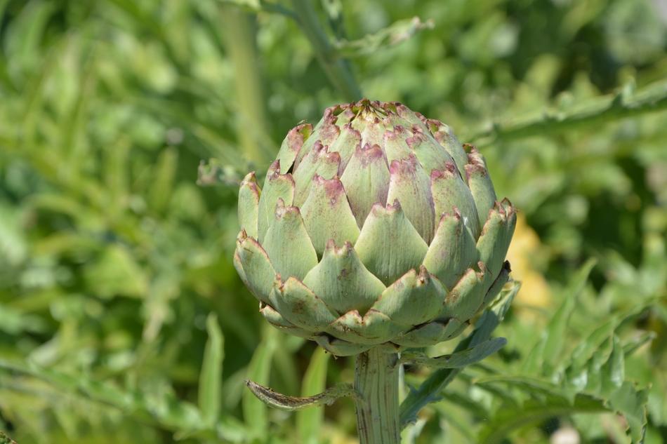 Vegetable Artichoke Eat