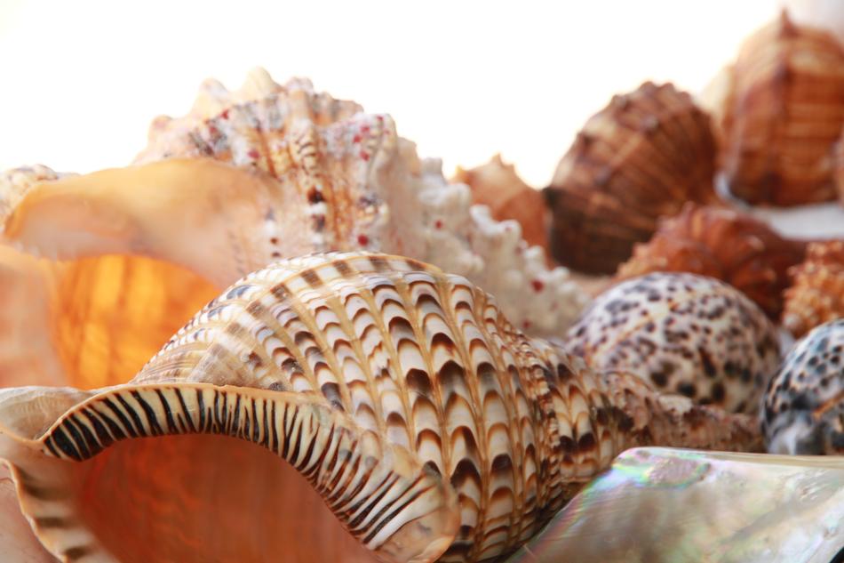 Nature Food Shell
