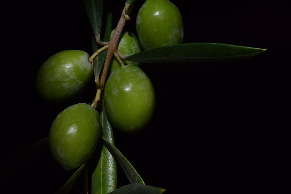 green Nocellara Olive