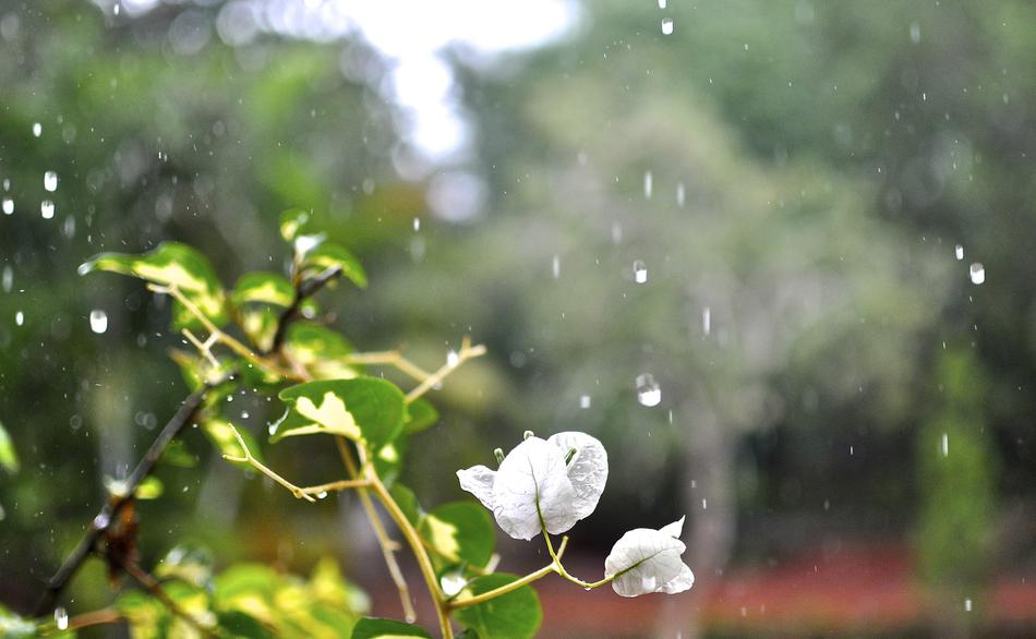 Flower at Rain weather