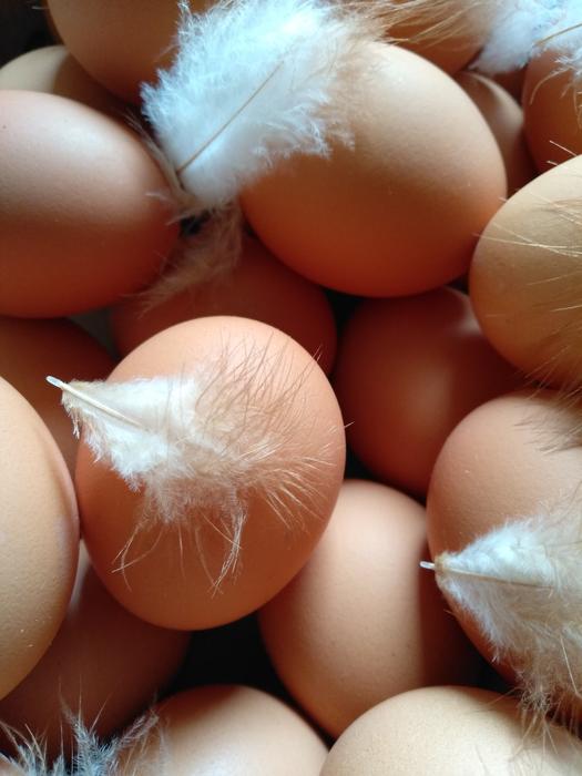 Egg Chicken Hen