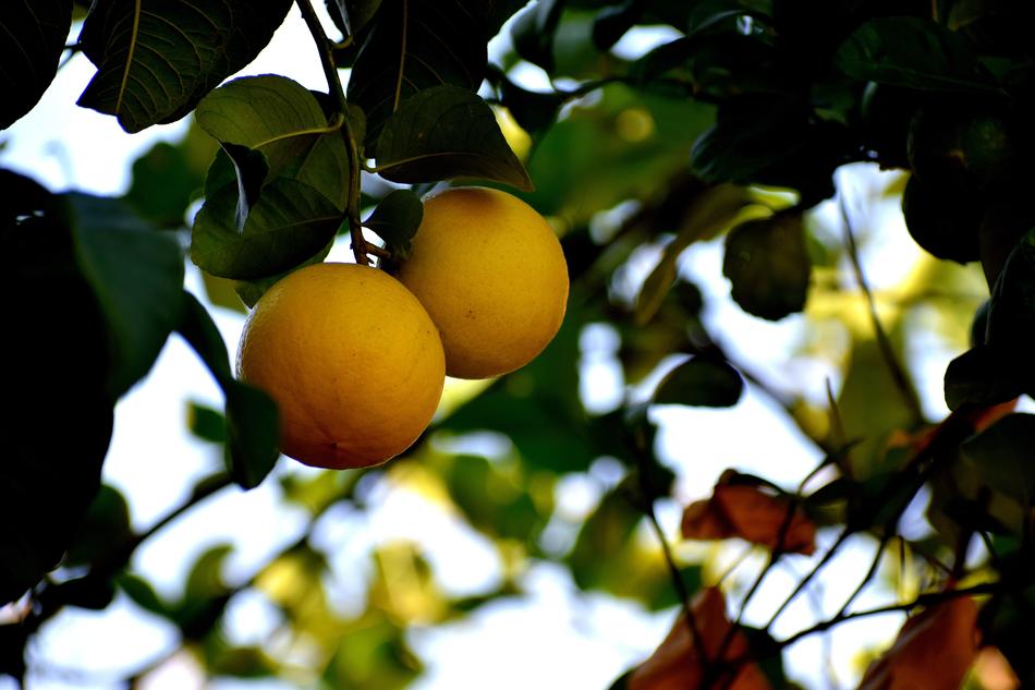 Citrus Fruit Healthy