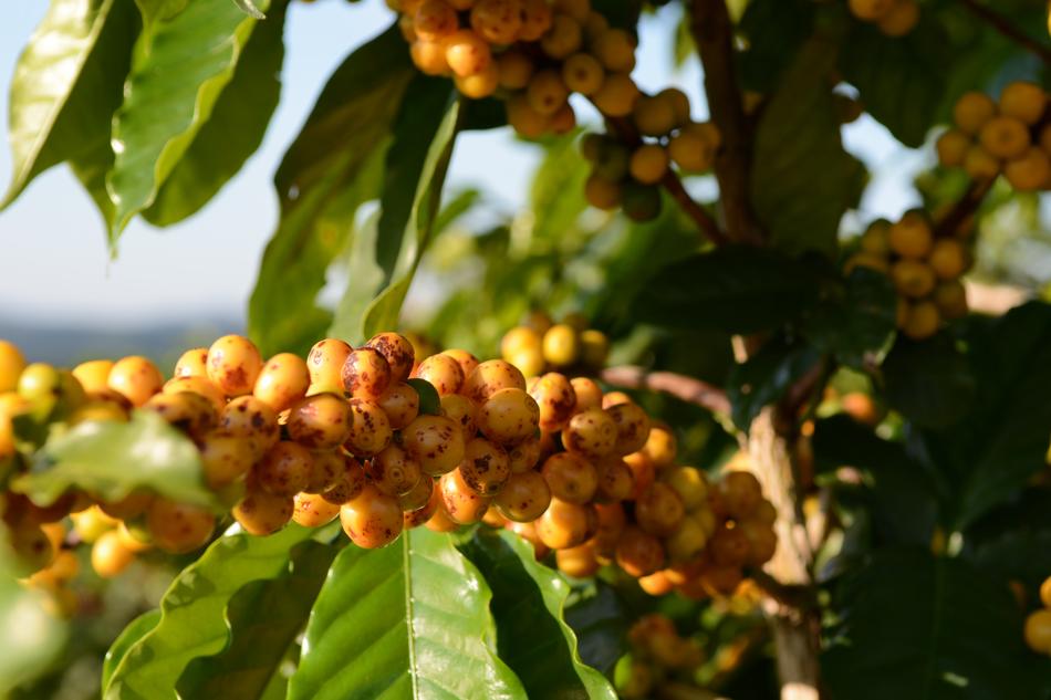 Coffee Wood Yellow
