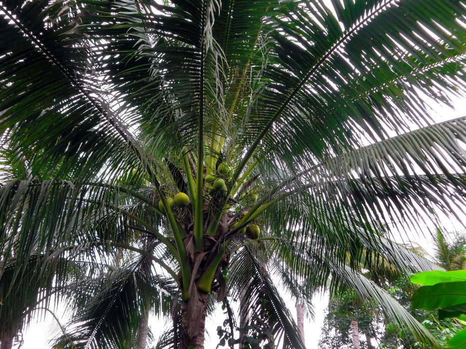 Asia Laos Coconut