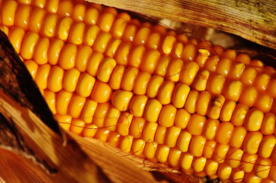 Corn Vegetables Food On The