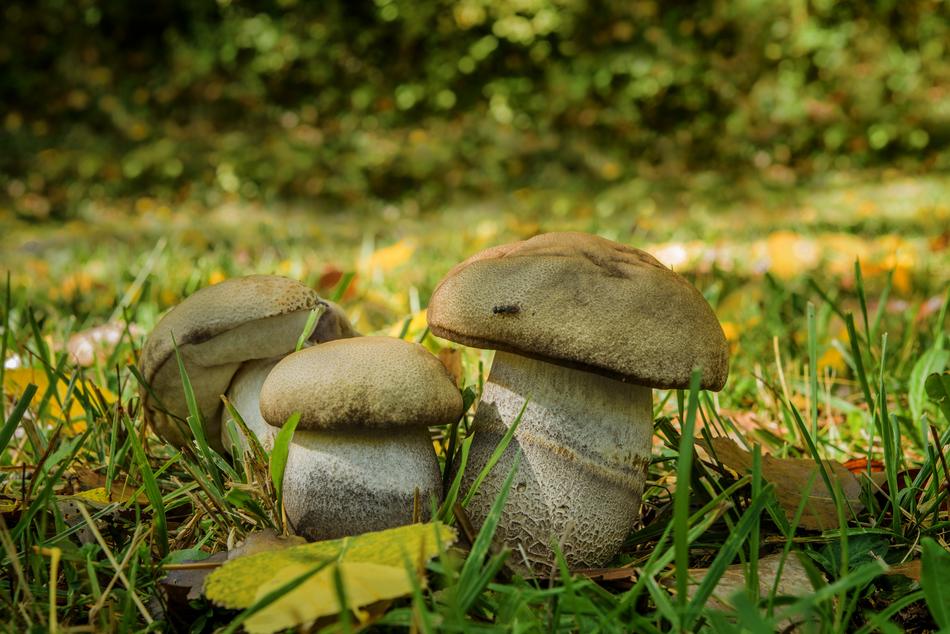 Fungus Bolet Of Poplars Food