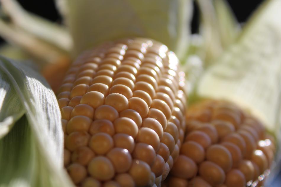 Corn On The Cob Nature