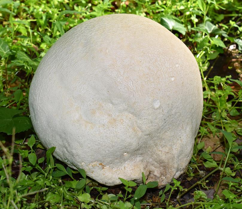 Growing Puffball Volleyball Size