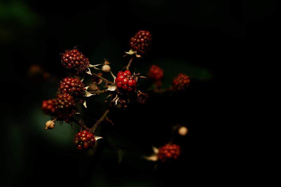 Fruits Of The Forest Red Purple