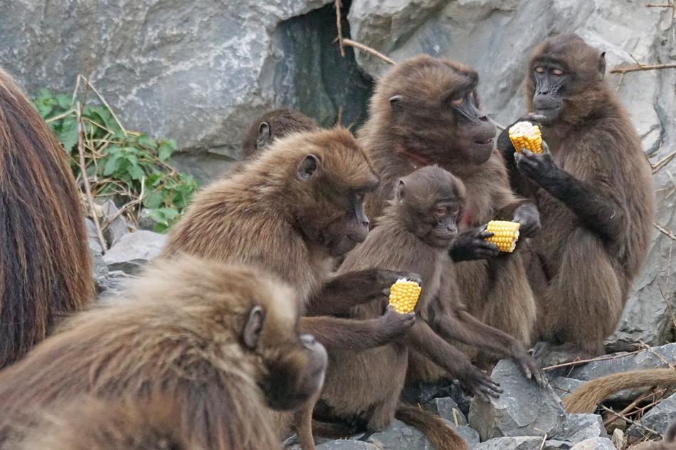 Animals Primates Dscheladas Blood