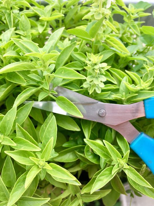 Basil Herbs Scissors
