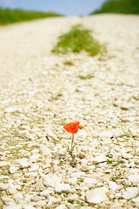 flower on gravel road