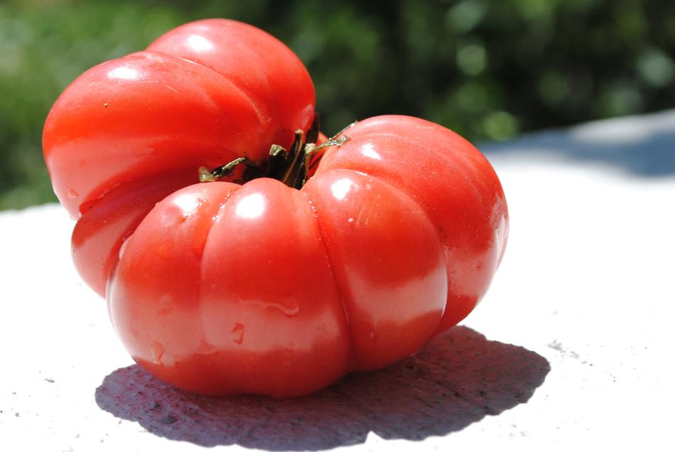 Tomato Vegetable Greenhouse