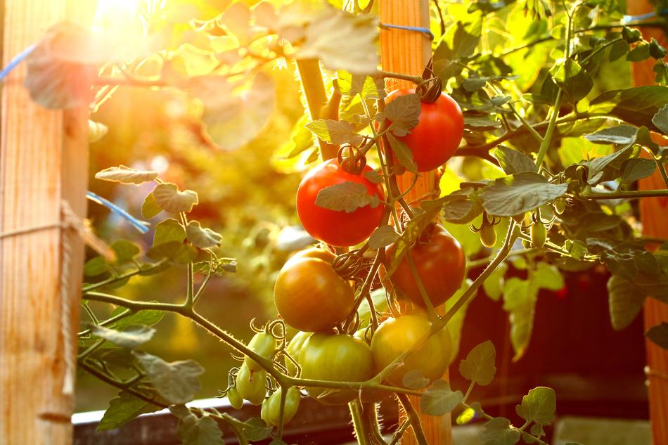 Tomatoes Vegetables Cultivation