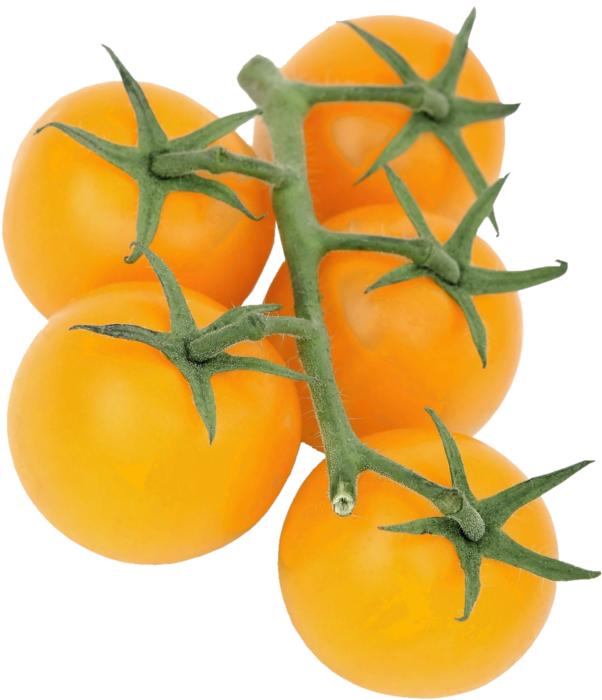 Isolated Astrauchtomaten Yellow