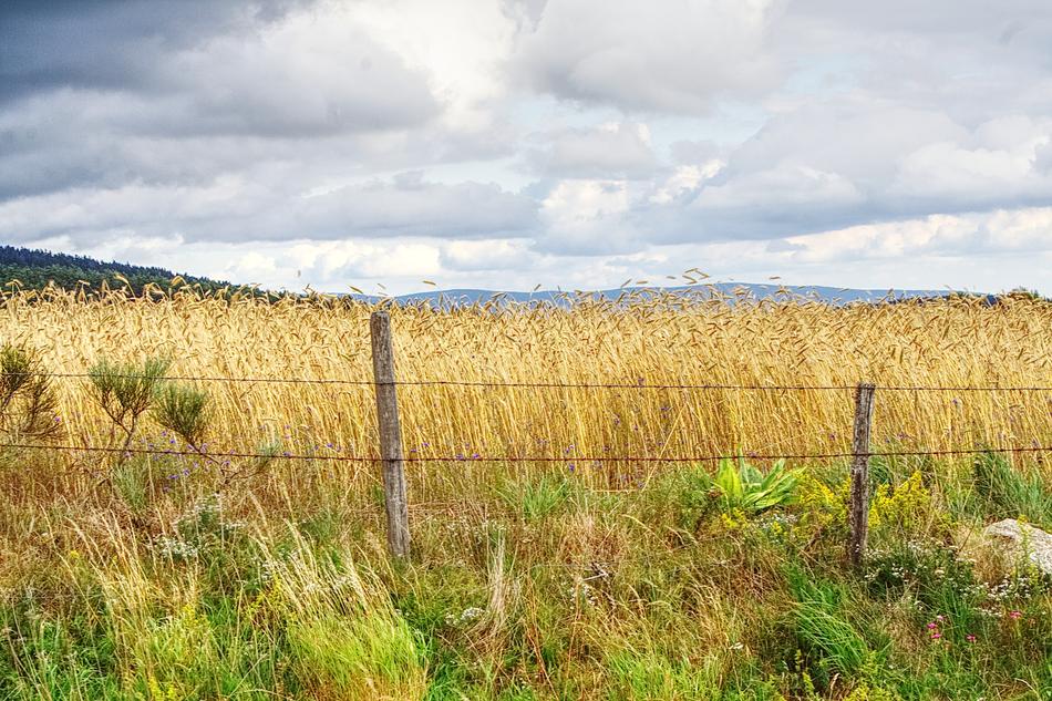 Lozere Corn Field