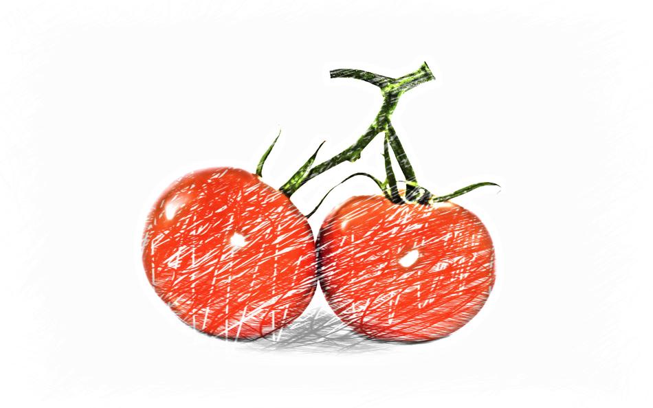 two tomatoes on branch drawing