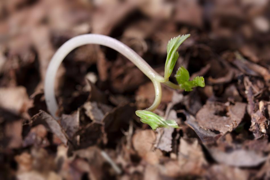sprout in woods