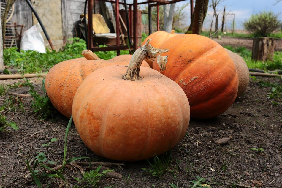 Pumpkin Vegetables in Village