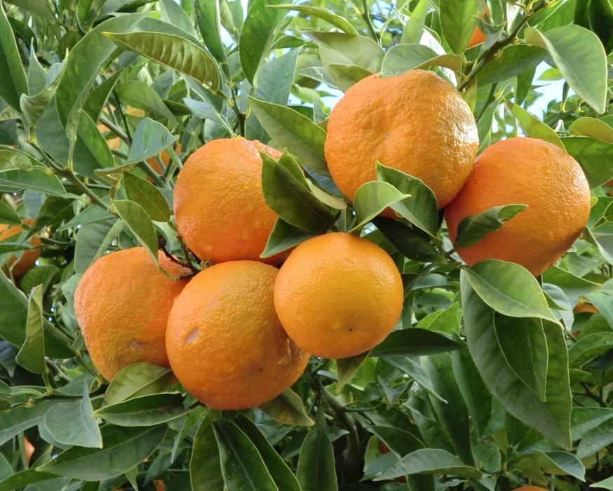 oranges on branch