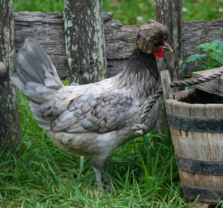Polish Chicken Hen Feather Knob