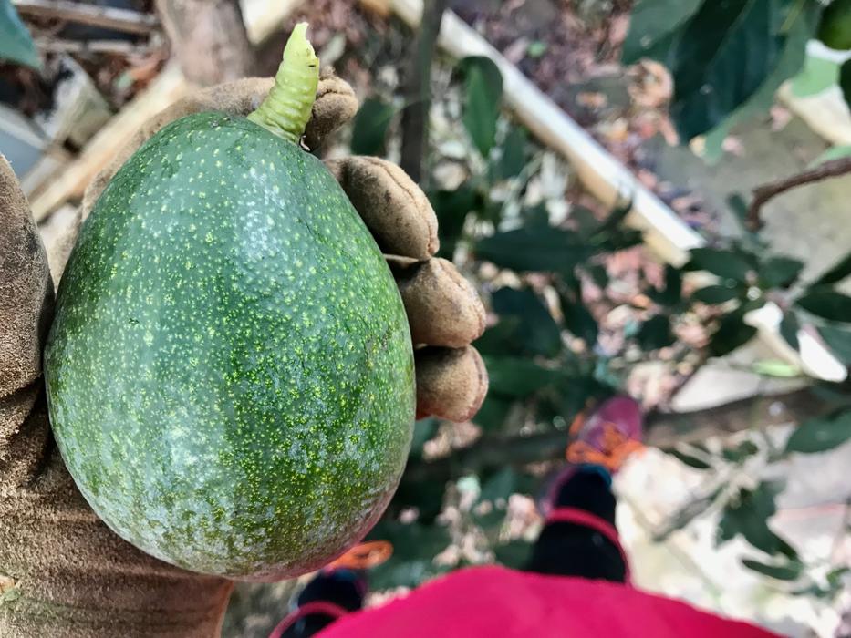 Food Fruit Nature