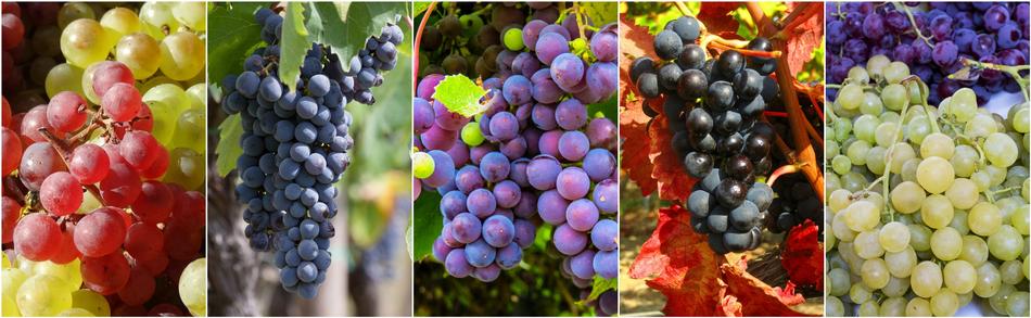 grapes fruits food collage food