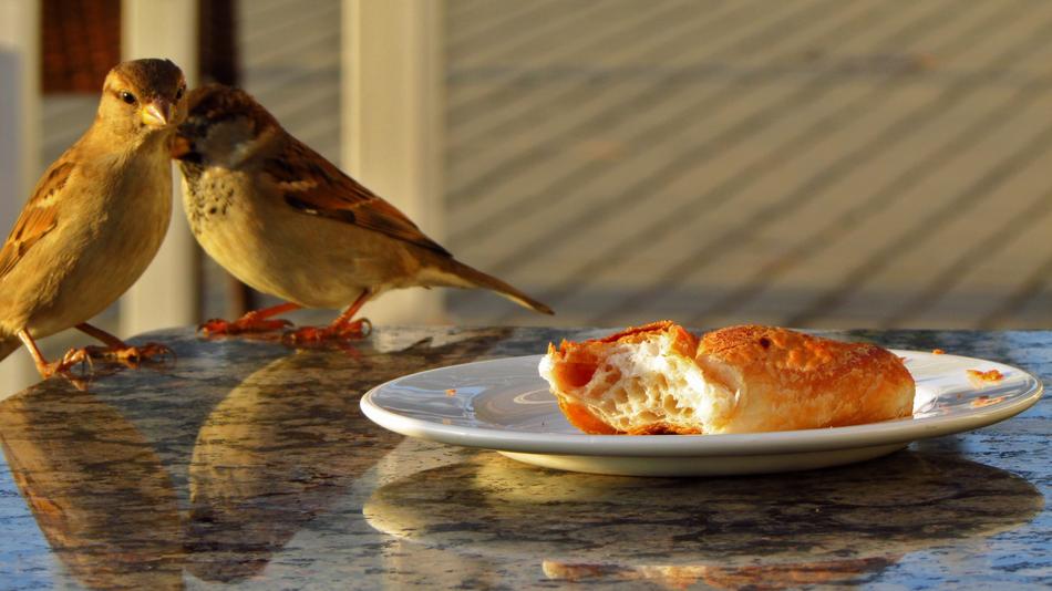 two sparrows on table in Restaurant near Croissant