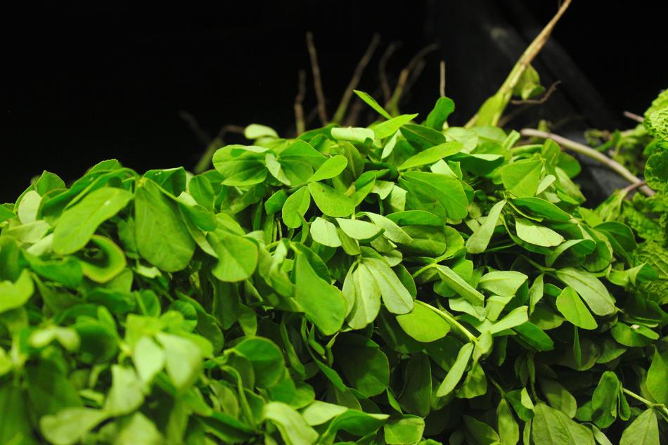 Fenugreek Methi Fresh