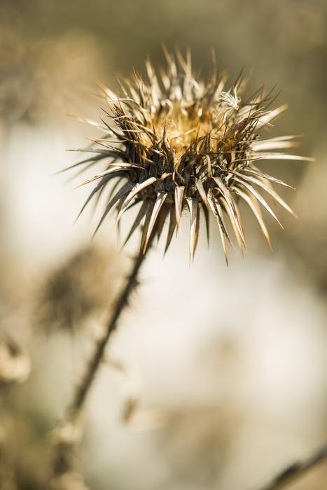dried flower in garden