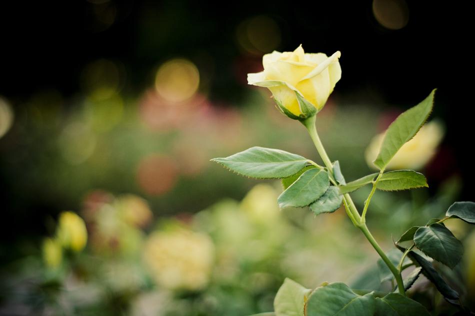 Rose Nature Floral
