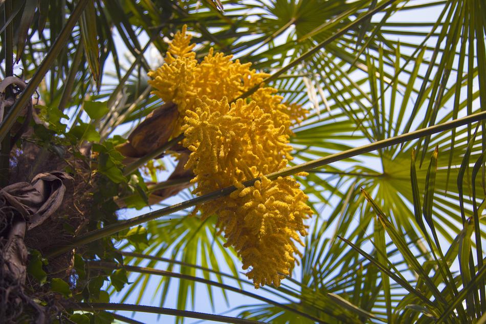 Palm Tree Yellow Flower