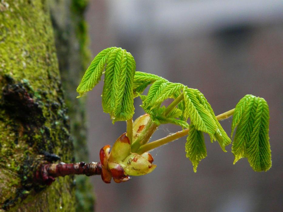 Young Leaves Bud Tree Drops Plant
