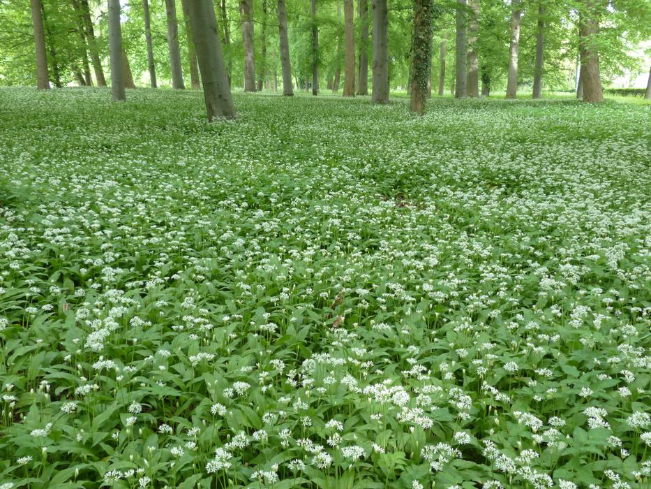 Bears Garlic White Flowers