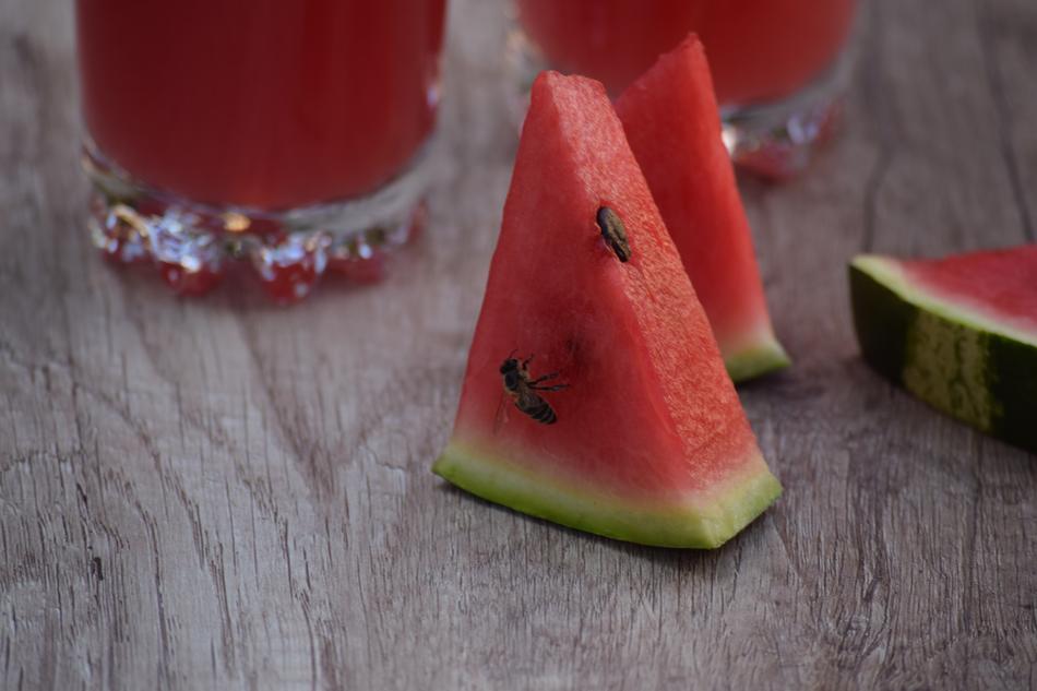 insects on Watermelon slice