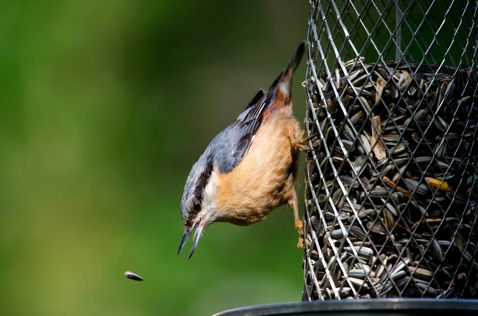 Klaiber Bird Feeding