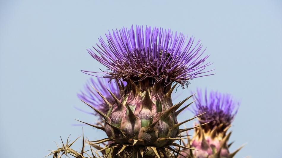 prickly Purple Cardoon Flowers at sky, macro